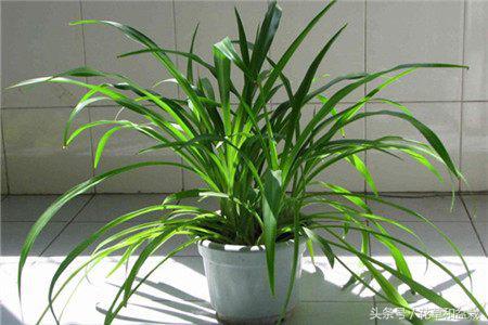 能吸甲醛的植物盆栽有哪些,吸甲醛最好的植物排名最好养的