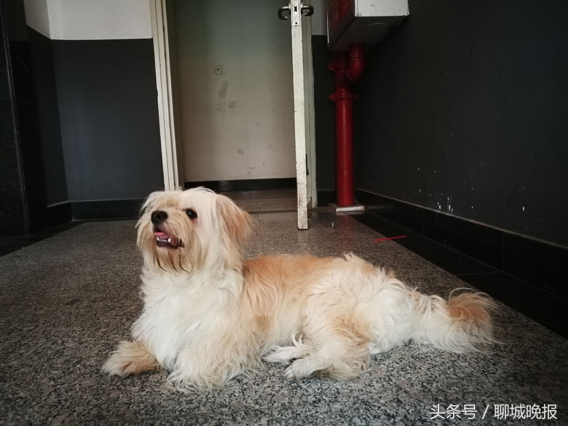 散步踩到狗便便啥说法,深夜狗吠是什么征兆