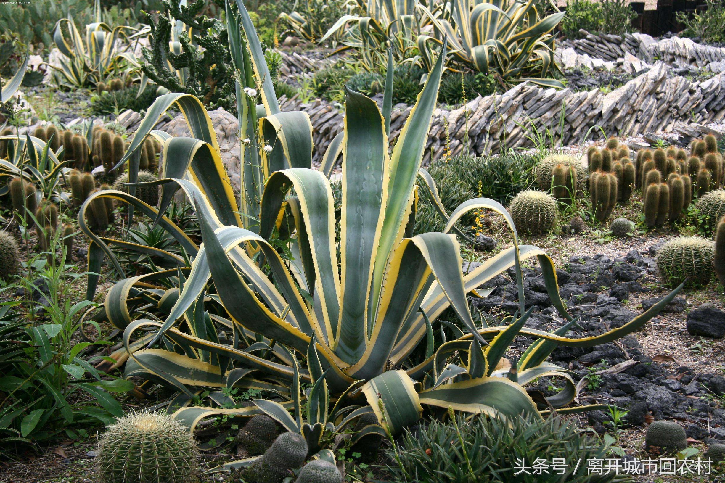 农村巨型“多肉”汁液有毒，花开即死，但能酿造美酒，专供外国人