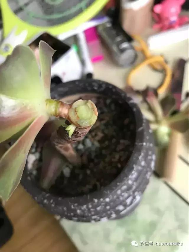 黑法师根部黑腐应该怎么处理,法师黑腐最佳治疗方法