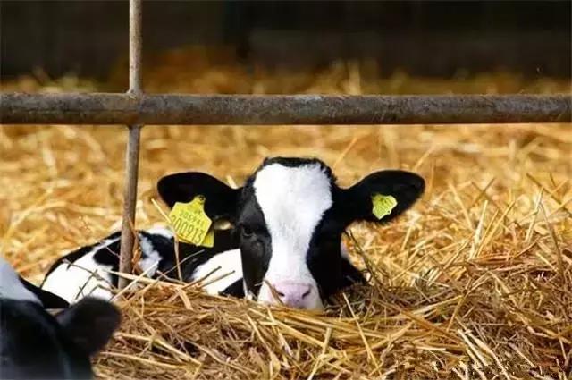 犊牛腹泻发病率为什么较高,犊牛腹泻病的原因和防治措施