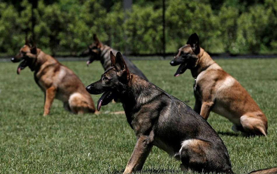 道格队长养宠物,道格宠物训练