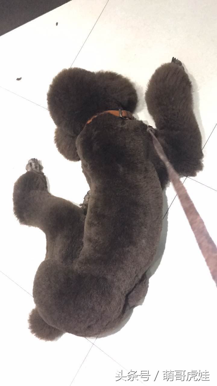 主人给大贵宾剪了个奇葩的新造型,自带屁垫儿,便便时好像穿着小裤裤