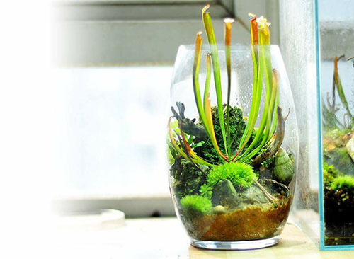 家居草缸,草缸可以放绿萝吗