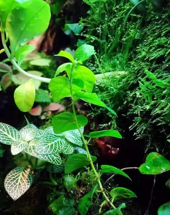 雨林缸生态水景,家居小鱼缸造景