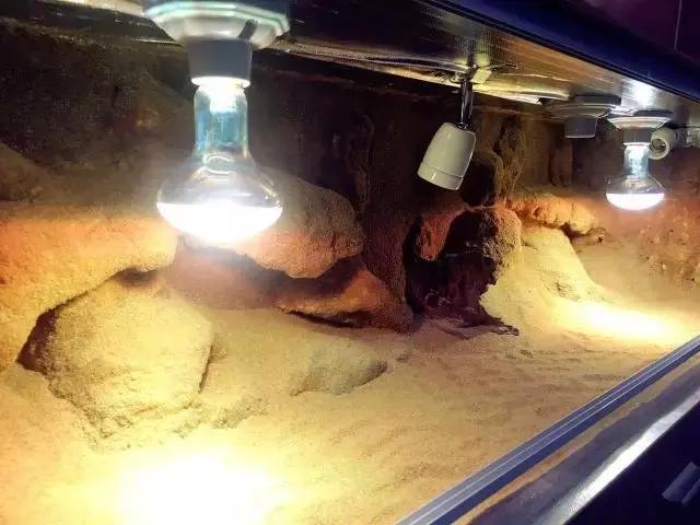 雨林缸生态水景,家居小鱼缸造景