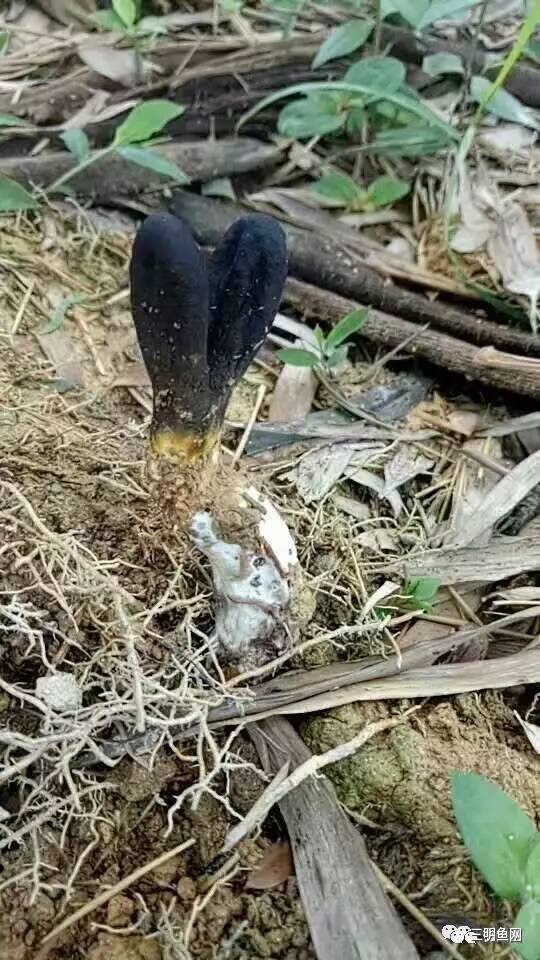 三明山上又一宝物被发现！原来它这么好