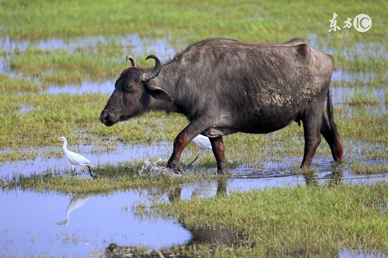 属牛人的一步一个坎,属牛人何时走出迷茫