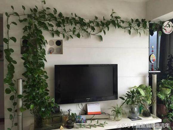 家里的绿萝生长十分缓慢怎么办,我家的绿萝长得越来越茂盛