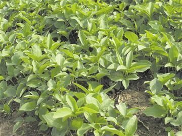 致富带头人励志故事,十大青年创业致富带头人