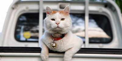 你也养猫也养狗是什么体验,养猫是一种什么体验