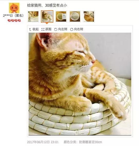 铝盆和鸡窝卖断货了，看猫咪用品创业商机