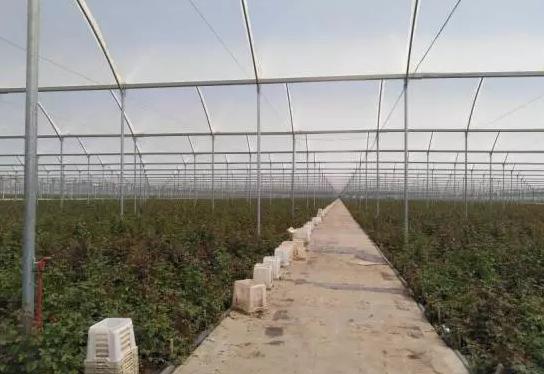 亚洲最大的玫瑰花基地在哪里,世界最著名玫瑰基地