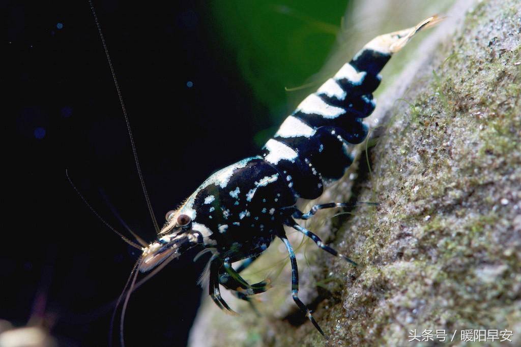 巨型淡水虾多少钱一只,水晶虾哪个品种最便宜好养