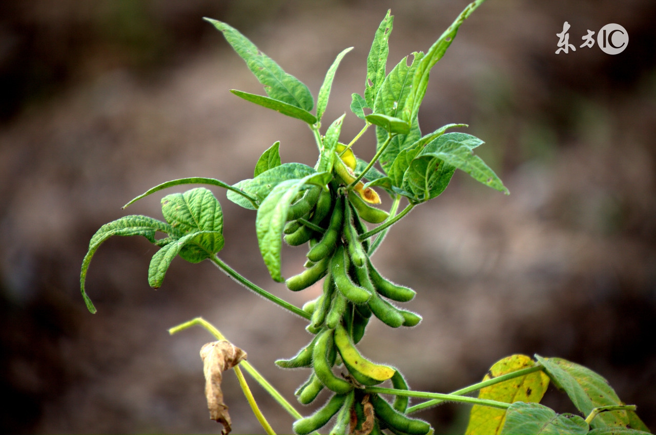 毛豆吃多了会不会发胖,吃毛豆对心脏的好处