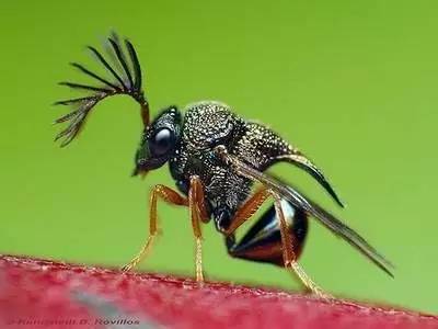 昆虫的嗅觉非常灵敏,昆虫没有嗅觉吗