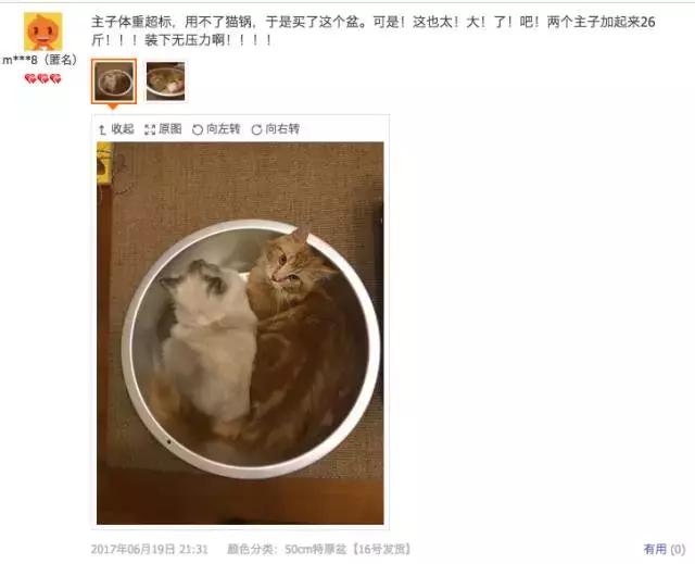 铝盆和鸡窝卖断货了，看猫咪用品创业商机