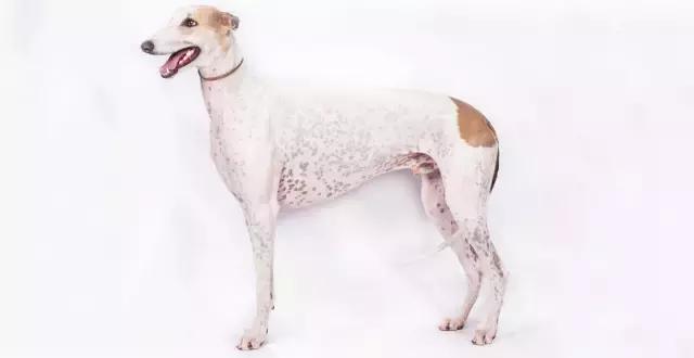 讲真｜论跑步，你可能还不如你家狗！