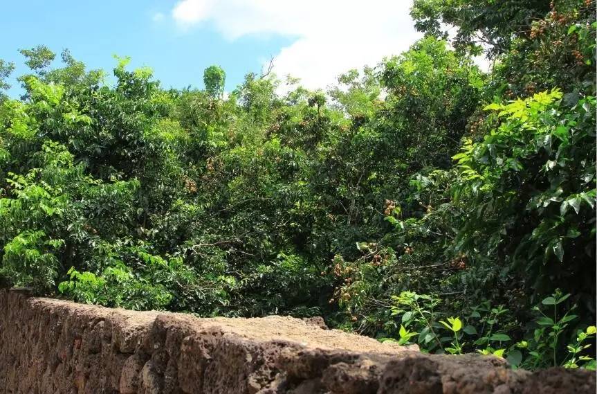 仲夏海口│探幽访古欢乐摘果听蝉鸣