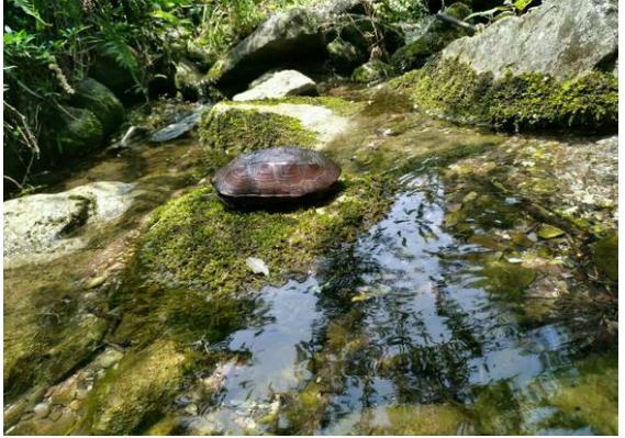 中华草龟与台湾草龟,中华草龟跟草龟有什么区别图