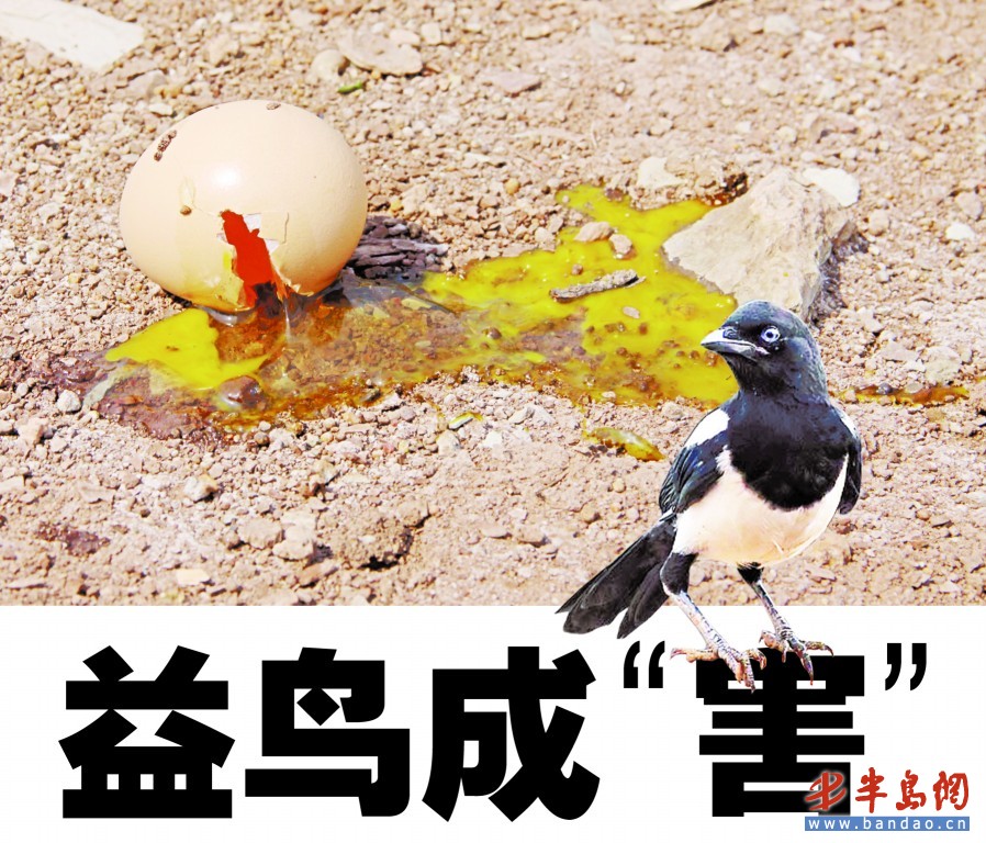 喜鹊害庄稼,喜鹊害农作物怎么办