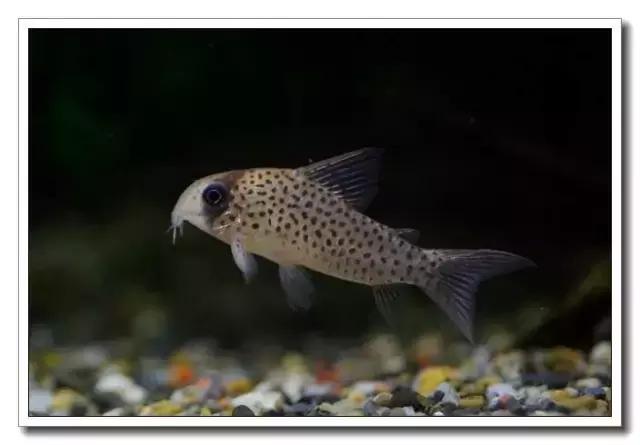 鼠鱼的发病季节,鼠鱼抗病