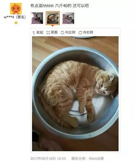 从让人捧腹的铝盆和鸡窝大抢购,看猫咪用品创业商机