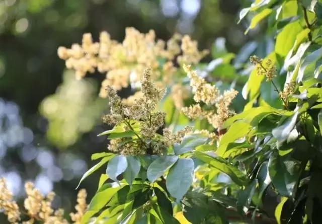 红楼花木志|荔枝:和缠丝白玛瑙碟子最搭配的水果