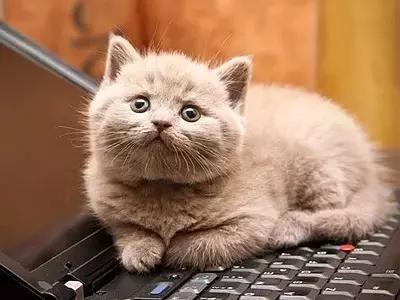 带猫出门被路人骂,带猫出去被骂的博主