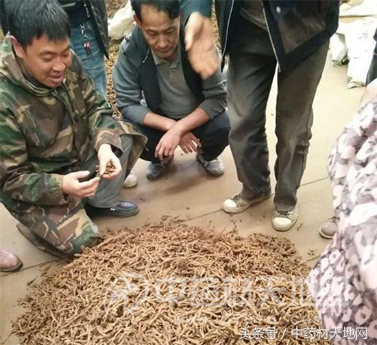 黄连市场行情报告 (全国黄连市场总需求量)