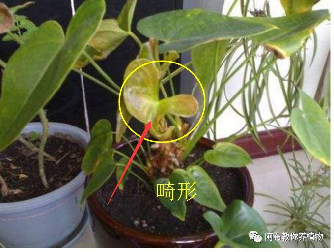 绿萝植物养护,绿萝植物养护知识