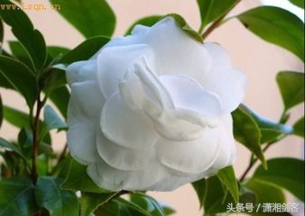 古代的蒙汗药是什么,古代真的有蒙汗药吗