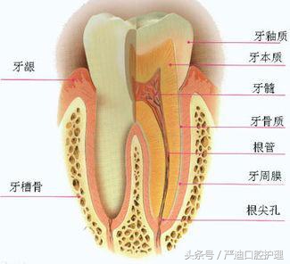 不管吃什么食物都塞牙如何解决,不管吃什么都塞牙怎么办