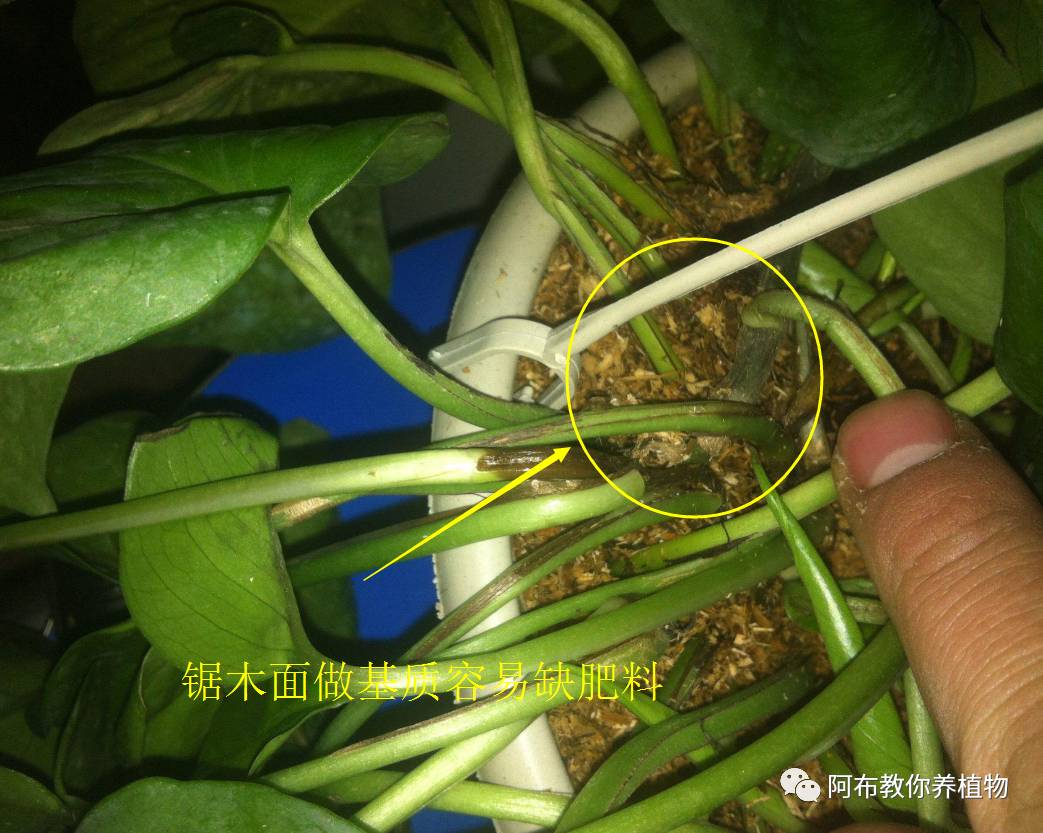 绿萝植物养护,绿萝植物养护知识