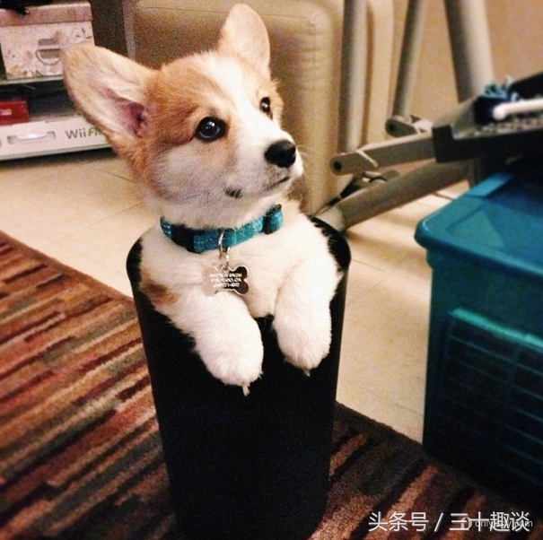 柯基犬怎么喂养吃什么狗粮最好,柯基犬应该狗笼喂养还是散养