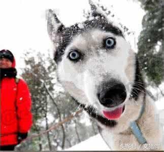 如何看自家狗狗是什么星座的,12星座对应的狗狗是哪个星座