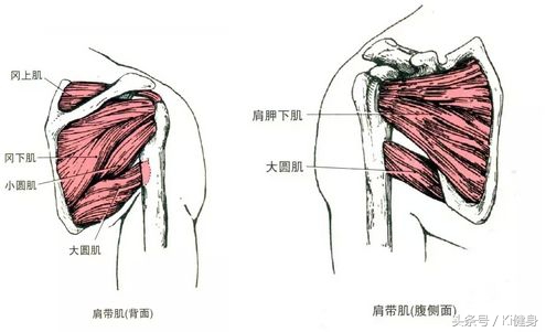 想练基本功要怎么说,肩膀的肩肌如何训练最有效
