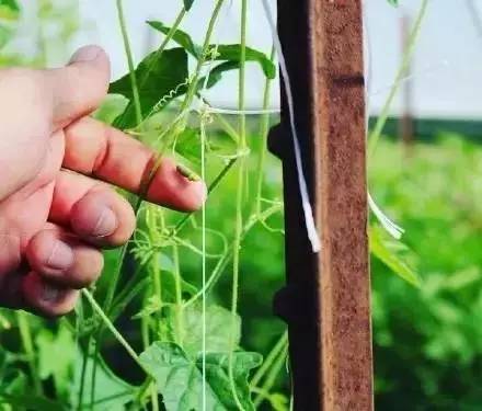 世界上最小的西瓜是什么西瓜,世界上最小的西瓜里面是蓝色的