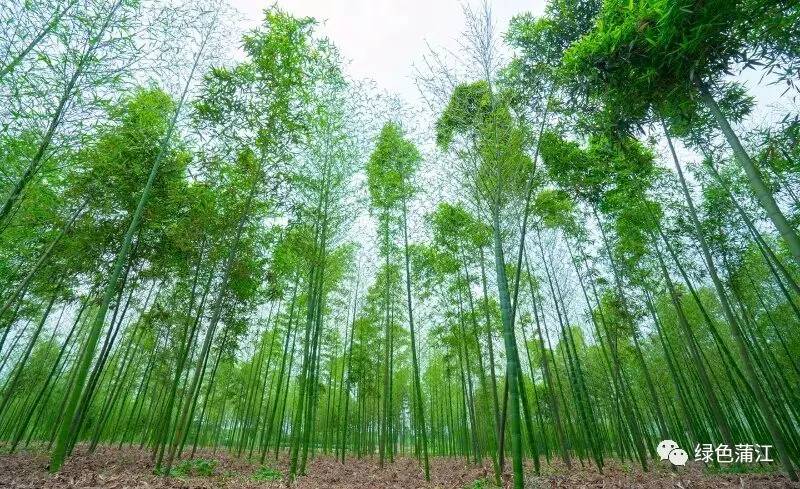 成都明月村值得去吗,成都附近的明月村在哪里