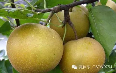 只有潮汕人才看得懂的视频,只有潮汕人才看得懂的水果名称