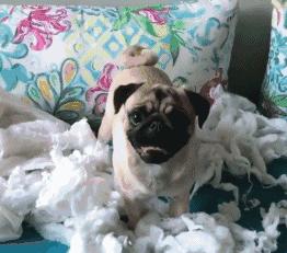 魔性的八哥,有超能力的巴哥