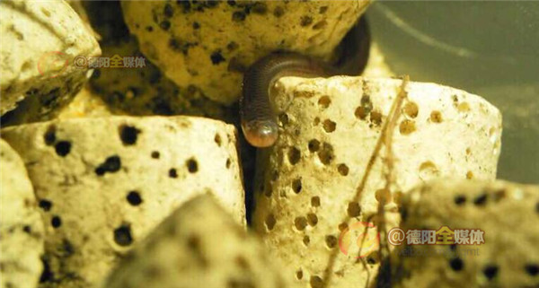 世界上最大的蛇被放生,四川德阳发现蛇