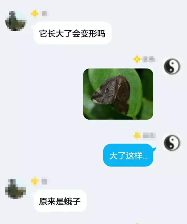 小跳虫长什么样,小跳虫是什么虫子