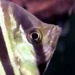 燕子神仙鱼怎么分公母,神仙燕子鱼的生活习性和特征