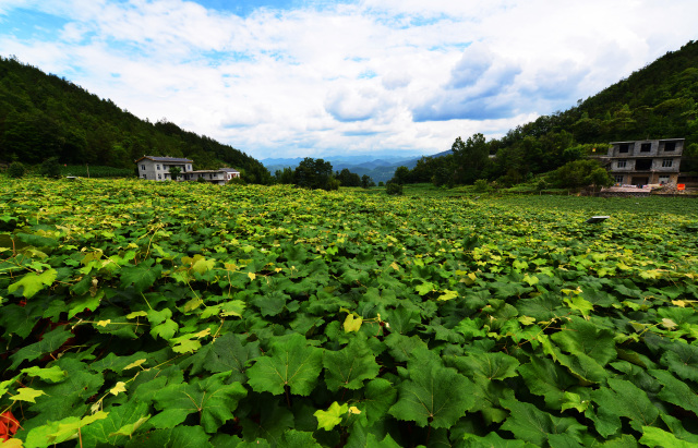 滨江今年还有几个新楼盘,滨江最近新开楼盘