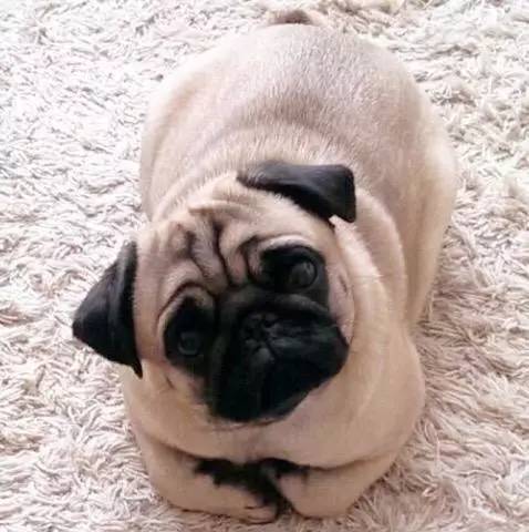 魔性的八哥,有超能力的巴哥