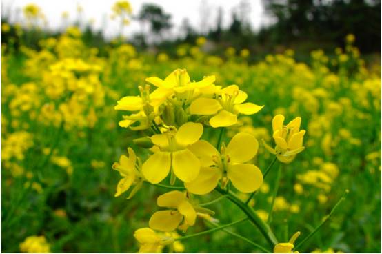 云南春天可以吃的各种花,云南春天有哪些花可以食用