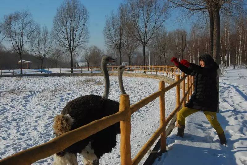 赏冰乐雪游龙江,赏雪玩冰之旅攻略