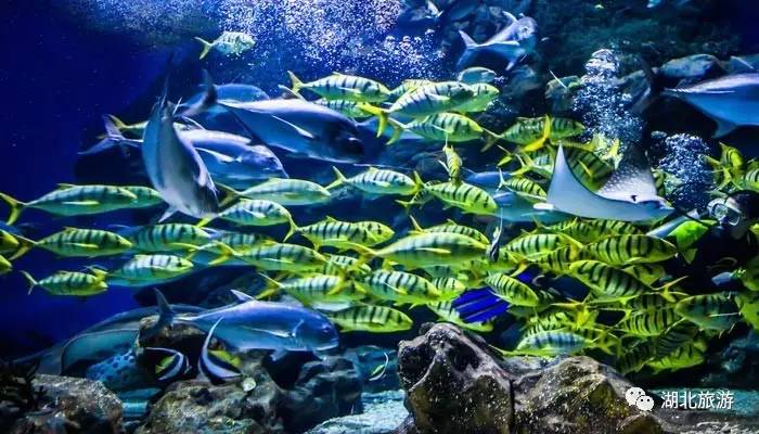 武汉海昌极地海洋公园一日游日记,一日一景看地球