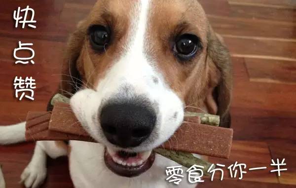 元宵节，谁是你心中的“小汤圆”？